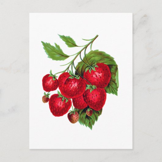 Strawberry Berries Fruit Botanical Postcard Postkarte (Vorderseite)