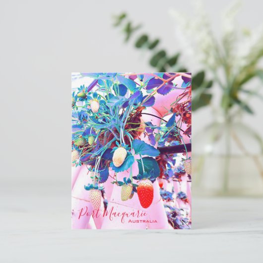 Strawberry farm Port Macquarie Australien Postkarte (Stehend Vorderseite)