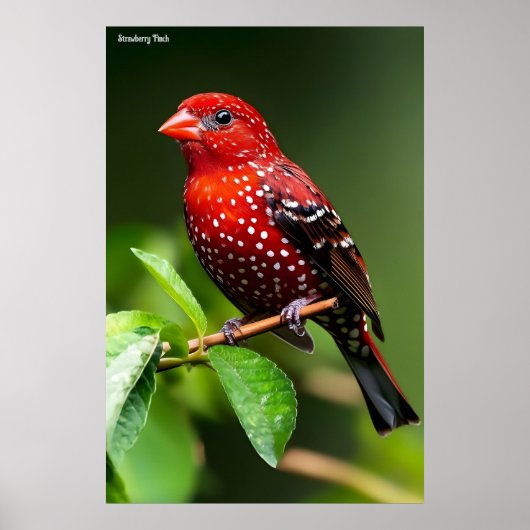 Strawberry Finch  Poster (Vorne)