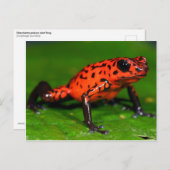 Strawberry-Gift-Dartfrosch Postkarte (Vorne/Hinten)