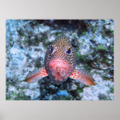 Strawberry Grouper Poster (Vorne)