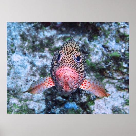 Strawberry Grouper Poster (Vorne)