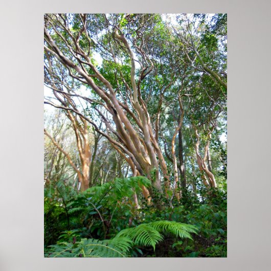 Strawberry Guava Trees Poster (Vorne)