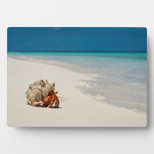 Strawberry Hermit Crab | Coenobita Perlatus Fotoplatte (Vorderseite)