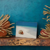 Strawberry Hermit Crab | Coenobita Perlatus Fotoplatte (Seite)