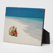 Strawberry Hermit Crab | Coenobita Perlatus Fotoplatte (Seite)