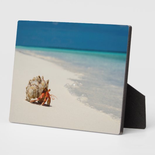 Strawberry Hermit Crab | Coenobita Perlatus Fotoplatte (Seite)