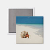 Strawberry Hermit Crab | Coenobita Perlatus Magnet (Vorderseite/Rückseite)