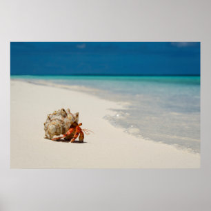 Strawberry Hermit Crab   Coenobita Perlatus Poster
