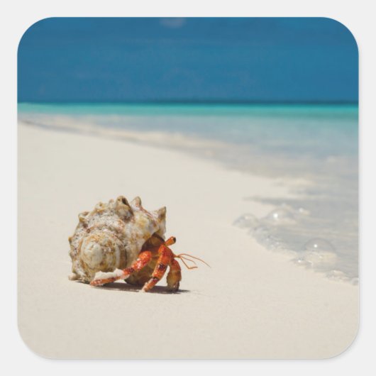 Strawberry Hermit Crab | Coenobita Perlatus Quadratischer Aufkleber (Vorderseite)