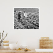 Strawberry Pflanze Sitka, Alaska 1916 Poster (Küche)