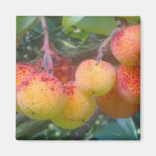 Strawberry Tree Fruit Magnet (Vorne)