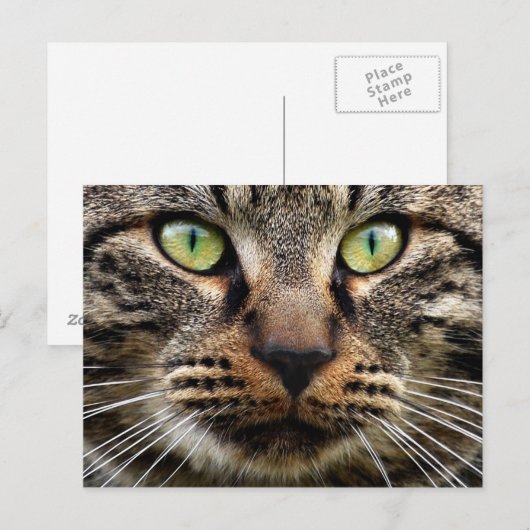 Stray Cat Stare Postkarte (Vorne/Hinten)