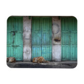 Stray dogs vor dem Rechteck-Magneten der Türen Magnet (Horizontal)