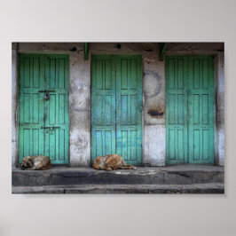 Stray Hunde vor schmutzigen grünen Türen Poster