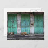 Stray Hunde vor schmutzigen grünen Türen Postkarte (Vorne/Hinten)