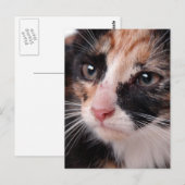 Stray Kitten Postkarte (Vorne/Hinten)