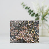 STREAMWASSERSPIEGELUNGEN POSTKARTE (Stehend Vorderseite)