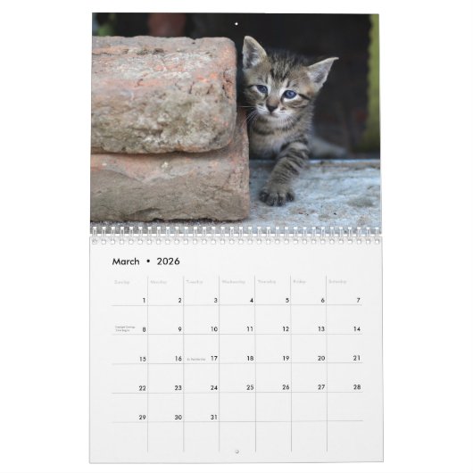 Street Cats Foto Wall Calendar Kalender (Mär 2026)
