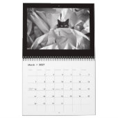 Street Cats Fotografie Kalender (Mär 2027)