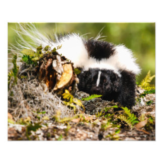 Streifen Skunk Fern Log Fotodruck