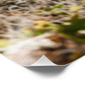 Streifen Skunk Fern Log Fotodruck (Ecke)