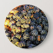 Streifen und Kürbisse Button (Vorderseite)