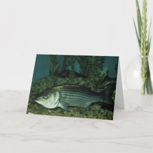 Streifenbarsch Karte