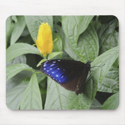 Streifenblauer Crow (Euploea mulciber) auf Blatt, Mousepad (Vorne)