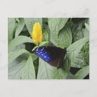 Streifenblauer Crow (Euploea mulciber) auf Blatt, Postkarte