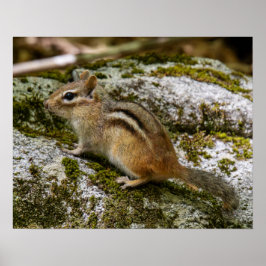 Streifenhörnchen auf Patrouille Poster
