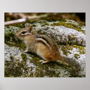 Streifenhörnchen auf Patrouille Poster