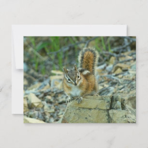 Streifenhörnchen im Glacier-Nationalpark