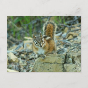 Streifenhörnchen im Glacier-Nationalpark Postkarte