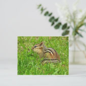 Streifenhörnchen Postkarte (Stehend Vorderseite)