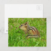 Streifenhörnchen Postkarte (Vorne/Hinten)