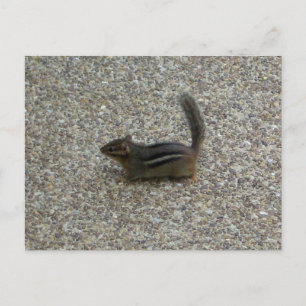 Streifenhörnchen Postkarte