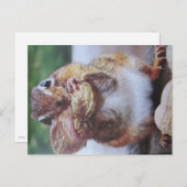 Streifenhörnchen- Postkarte (Vorne/Hinten)