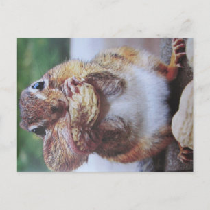 Streifenhörnchen- Postkarte