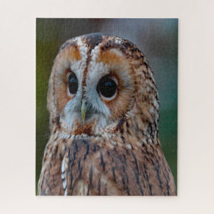 Streifenkauz - Greifvogel. Puzzle