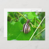 Streifennagel auf der linken Postkarte (Vorne/Hinten)