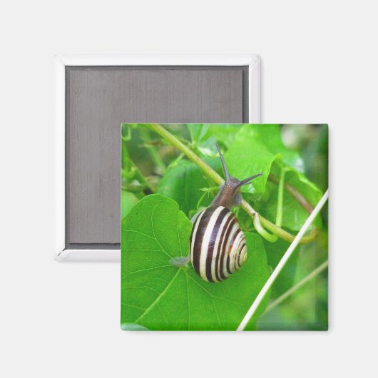 Streifennagel auf einem Leaf-Magnet Magnet (Vorderseite/Rückseite)