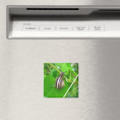 Streifennagel auf einem Leaf-Magnet Magnet (In Situ (Geschirrspüler))