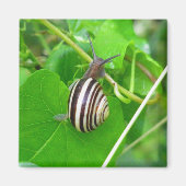 Streifennagel auf einem Leaf-Magnet Magnet (Vorne)