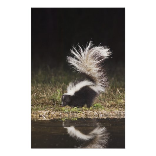 Streifenskunk, Mephitis mephitis Fotodruck (Vorne)