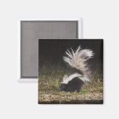 Streifenskunk, Mephitis mephitis Magnet (Vorderseite/Rückseite)