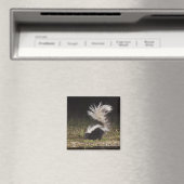 Streifenskunk, Mephitis mephitis Magnet (In Situ (Geschirrspüler))