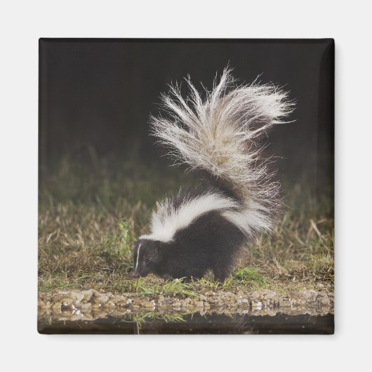 Streifenskunk, Mephitis mephitis Magnet (Vorne)