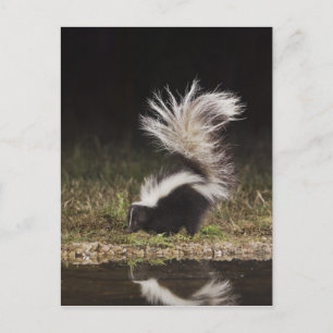 Streifenskunk, Mephitis mephitis Postkarte
