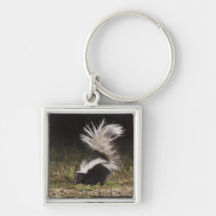 Streifenskunk, Mephitis mephitis Schlüsselanhänger